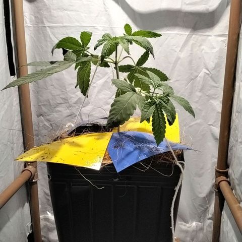 Resistência growlog timeline photo
