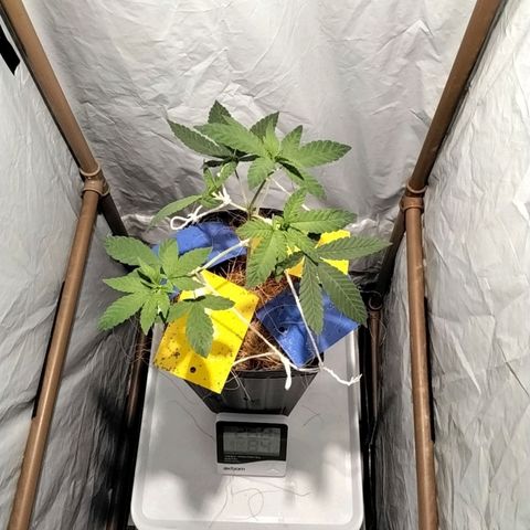 Resistência growlog timeline photo