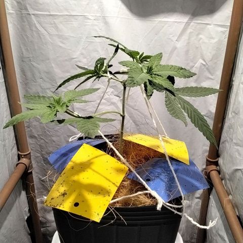 Resistência growlog timeline photo
