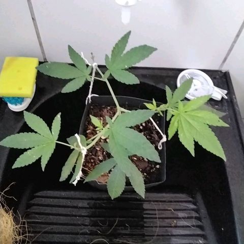 Resistência growlog timeline photo