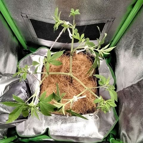 Resistência growlog timeline photo