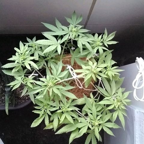 Resistência growlog timeline photo