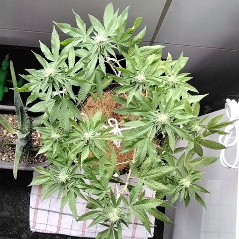 Resistência growlog timeline photo
