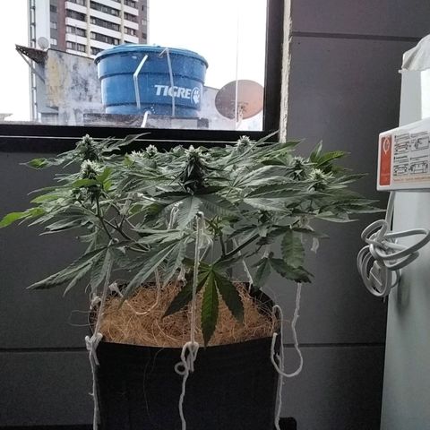 Resistência growlog timeline photo
