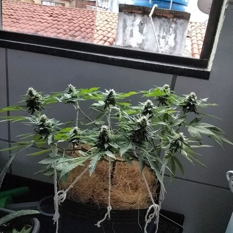 Resistência growlog timeline photo