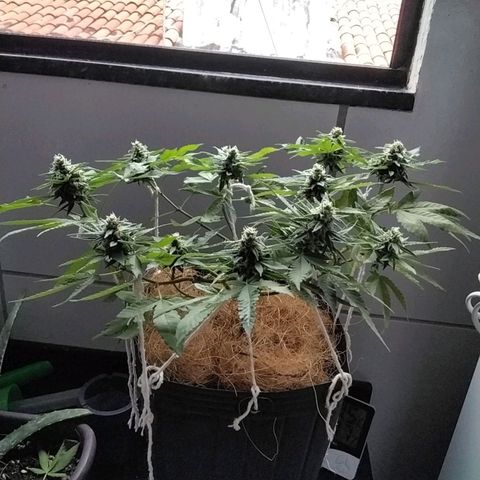 Resistência growlog timeline photo