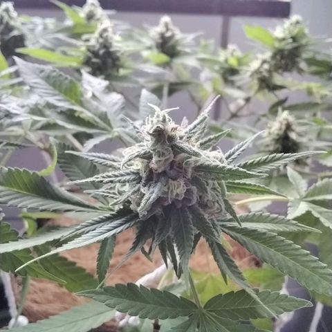 Resistência growlog timeline photo