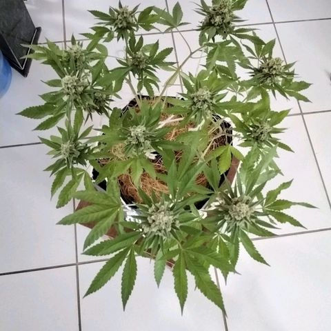 Resistência growlog timeline photo