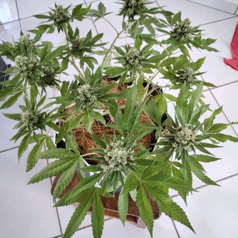 Resistência growlog timeline photo