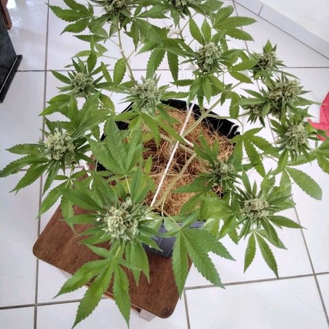 Resistência growlog timeline photo