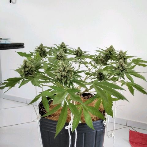 Resistência growlog timeline photo