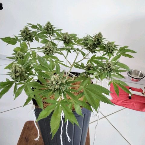 Resistência growlog timeline photo