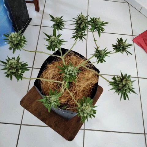 Resistência growlog timeline photo