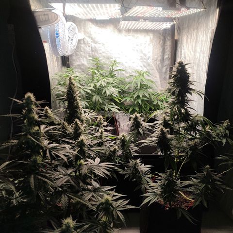Dutch Blue Automatic #2 growlog photo: A planta maior hoje tá fazendo 2 meses de vida, ainda tem mais um mês de flora.
E as menores mais uns 50 dias.
Quase na hora do primeiro flush do ciclo