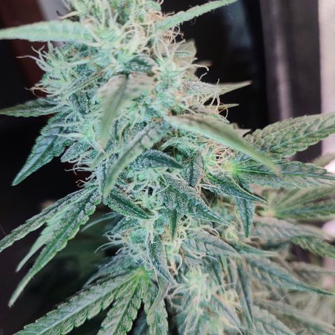 Dutch Blue Automatic #2 growlog photo: A planta maior hoje tá fazendo 2 meses de vida, ainda tem mais um mês de flora.
E as menores mais uns 50 dias.
Quase na hora do primeiro flush do ciclo