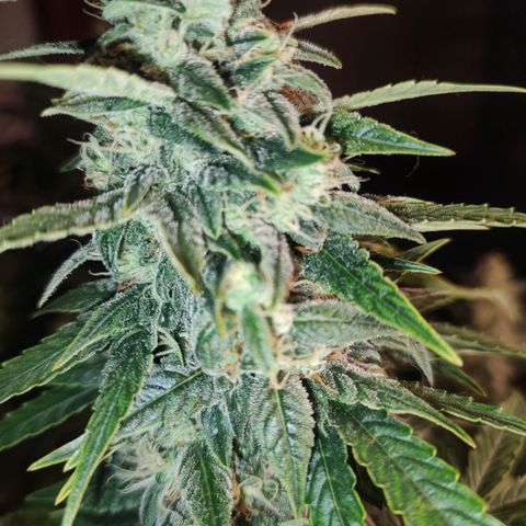 Dutch Blue Automatic #2 growlog photo: A planta maior hoje tá fazendo 2 meses de vida, ainda tem mais um mês de flora.
E as menores mais uns 50 dias.
Quase na hora do primeiro flush do ciclo