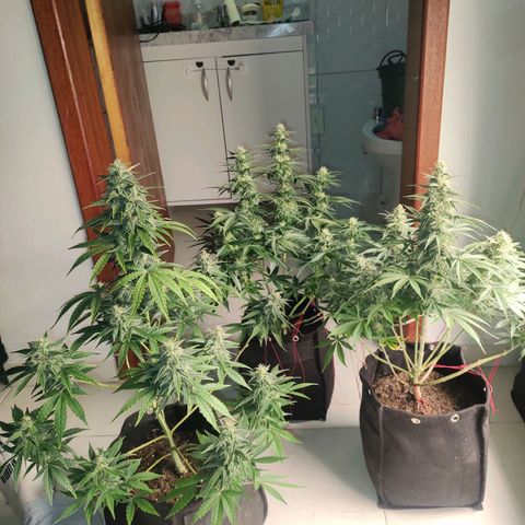 Dutch Blue Automatic #2 growlog photo: A planta maior hoje tá fazendo 2 meses de vida, ainda tem mais um mês de flora.
E as menores mais uns 50 dias.
Quase na hora do primeiro flush do ciclo