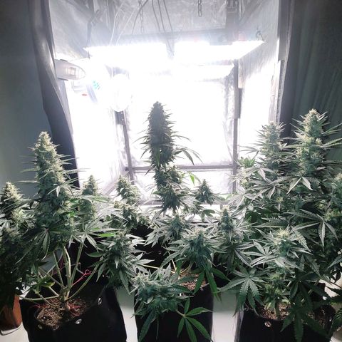 Dutch Blue Automatic #2 growlog timeline photo