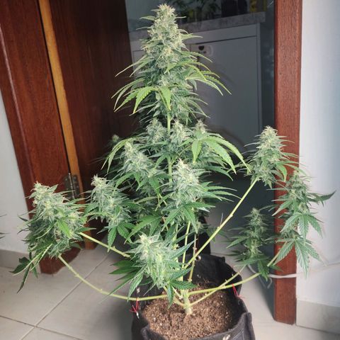 Dutch Blue Automatic #2 growlog timeline photo
