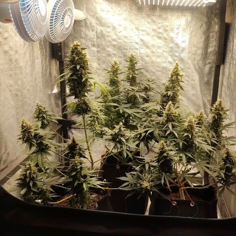 Dutch Blue Automatic #2 growlog timeline photo