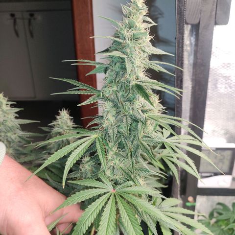 Dutch Blue Automatic #2 growlog timeline photo