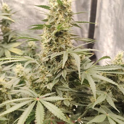 Dutch Blue Automatic #2 growlog timeline photo