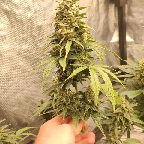 Dutch Blue Automatic #2 growlog timeline photo
