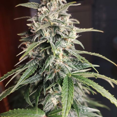 Dutch Blue Automatic #2 growlog timeline photo
