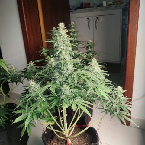 Dutch Blue Automatic #2 growlog timeline photo