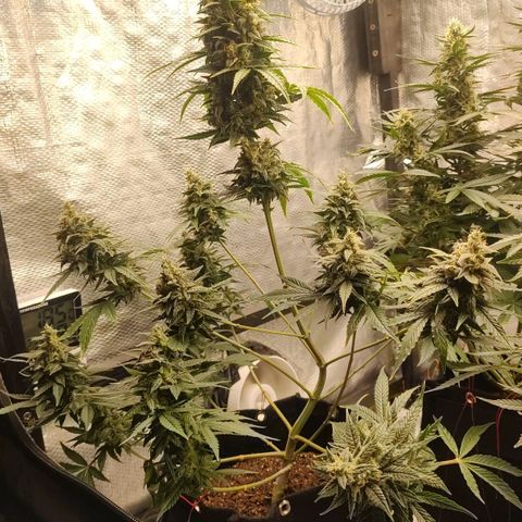 Dutch Blue Automatic #2 growlog timeline photo