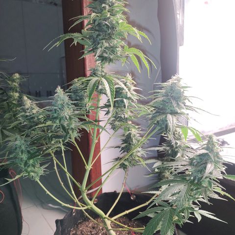 Dutch Blue Automatic #2 growlog timeline photo