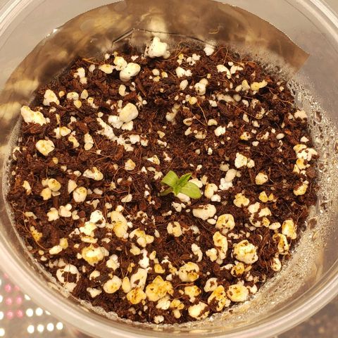 Girl Scout Cookie Extreme growlog timeline photo