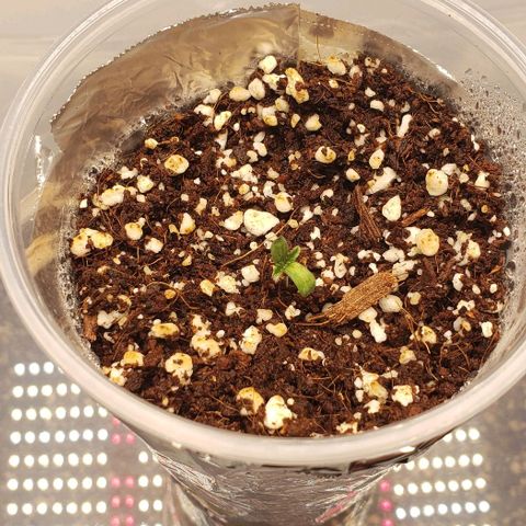 T-Dub (Trainwreck Heirloom) growlog timeline photo