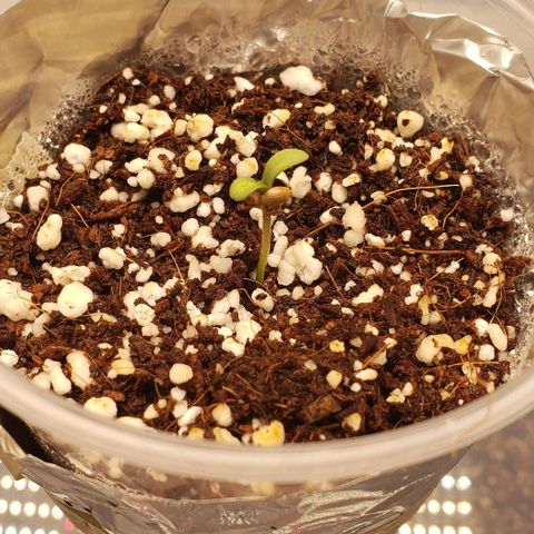Hot Mess growlog timeline photo