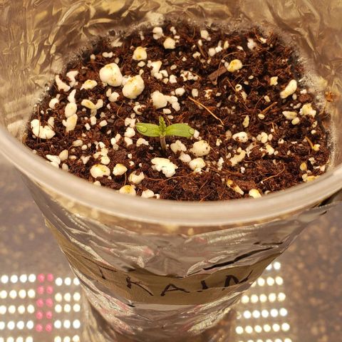 Trainwreck (Arcata cut) growlog timeline photo