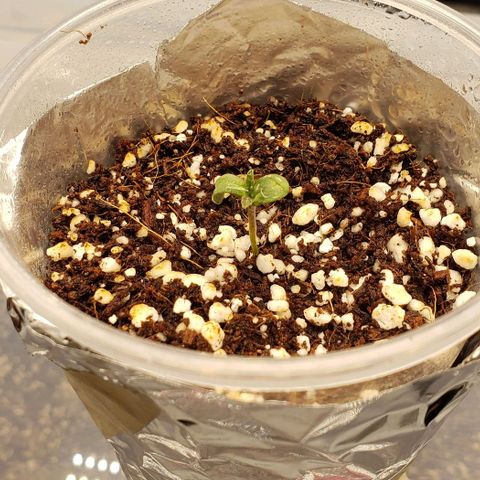 Hot Mess growlog timeline photo