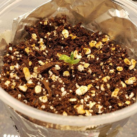 T-Dub (Trainwreck Heirloom) growlog timeline photo