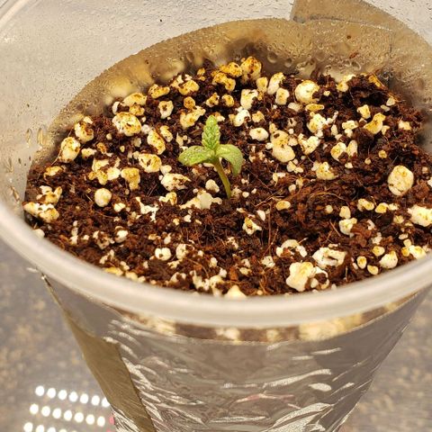Girl Scout Cookie Extreme growlog timeline photo