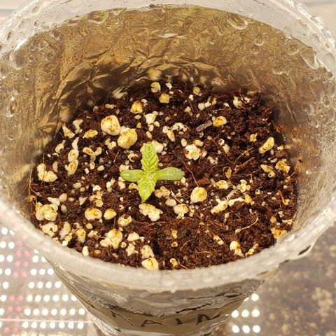 Trainwreck (Arcata cut) growlog timeline photo