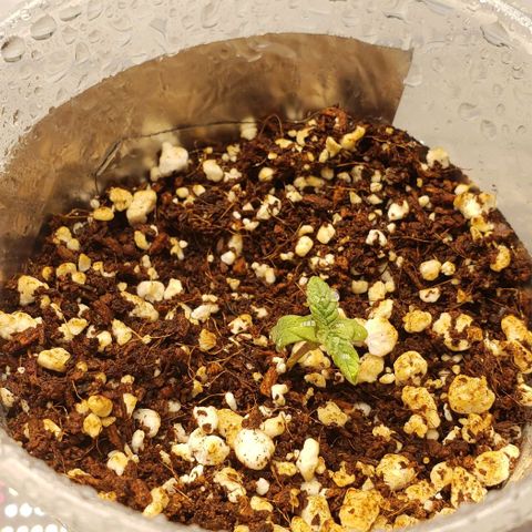 Girl Scout Cookie Extreme growlog timeline photo