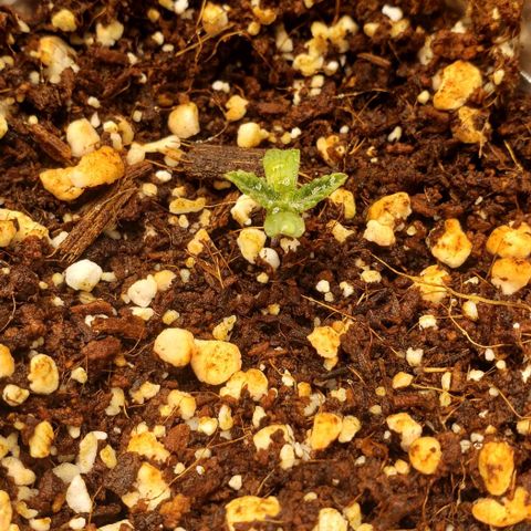 T-Dub (Trainwreck Heirloom) growlog timeline photo