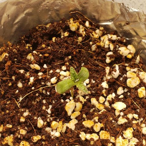 Hot Mess growlog timeline photo