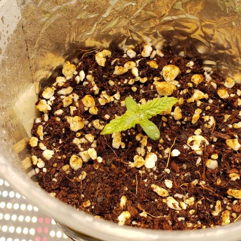 Trainwreck (Arcata cut) growlog timeline photo