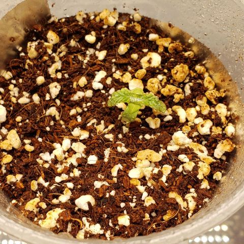 Girl Scout Cookie Extreme growlog timeline photo