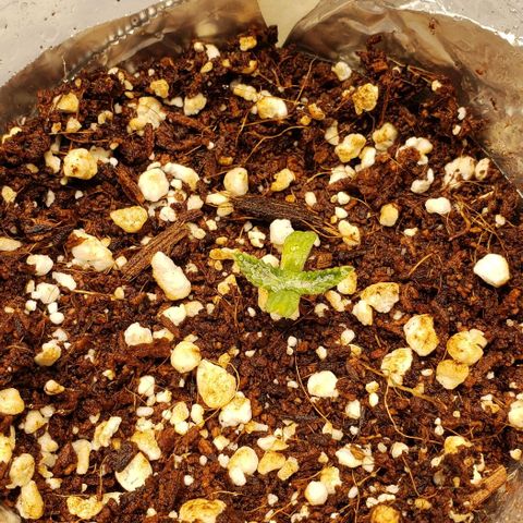 T-Dub (Trainwreck Heirloom) growlog timeline photo