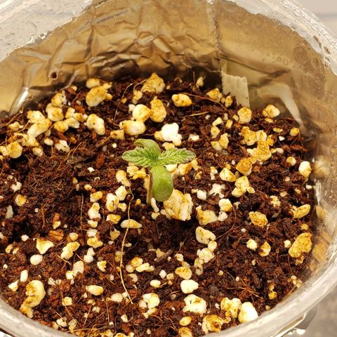 Hot Mess growlog timeline photo