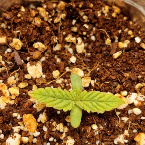 Trainwreck (Arcata cut) growlog timeline photo