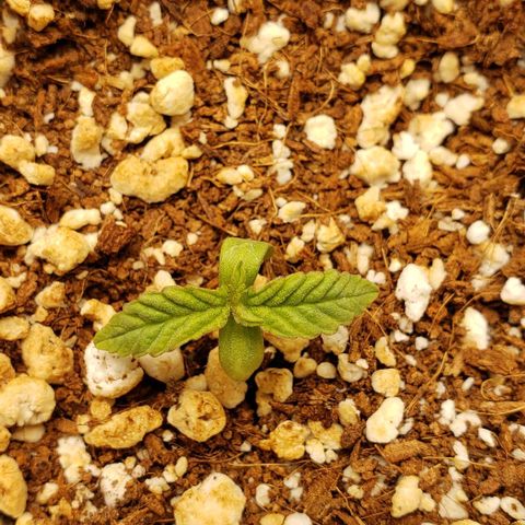Girl Scout Cookie Extreme growlog timeline photo