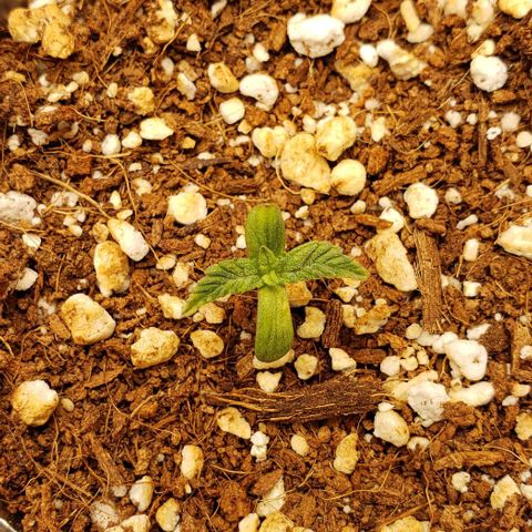 T-Dub (Trainwreck Heirloom) growlog timeline photo