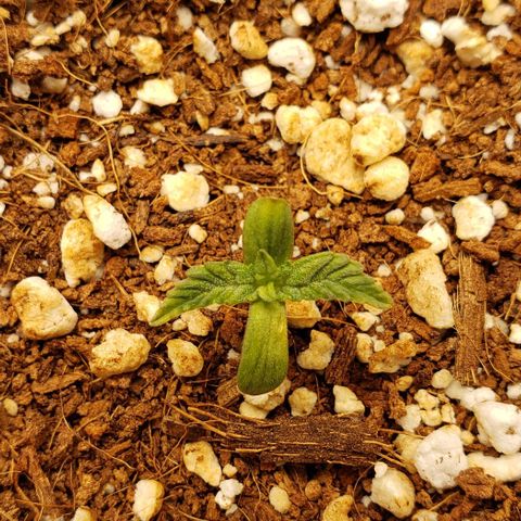 Hot Mess growlog timeline photo